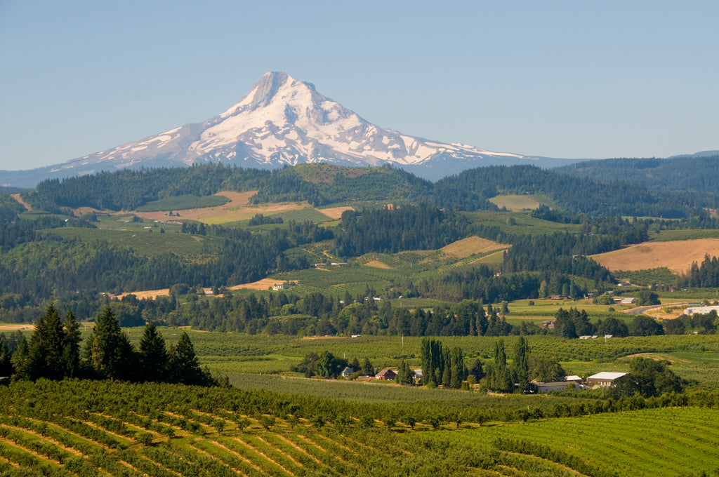 Oregon Wine Month Willamette Valley 101