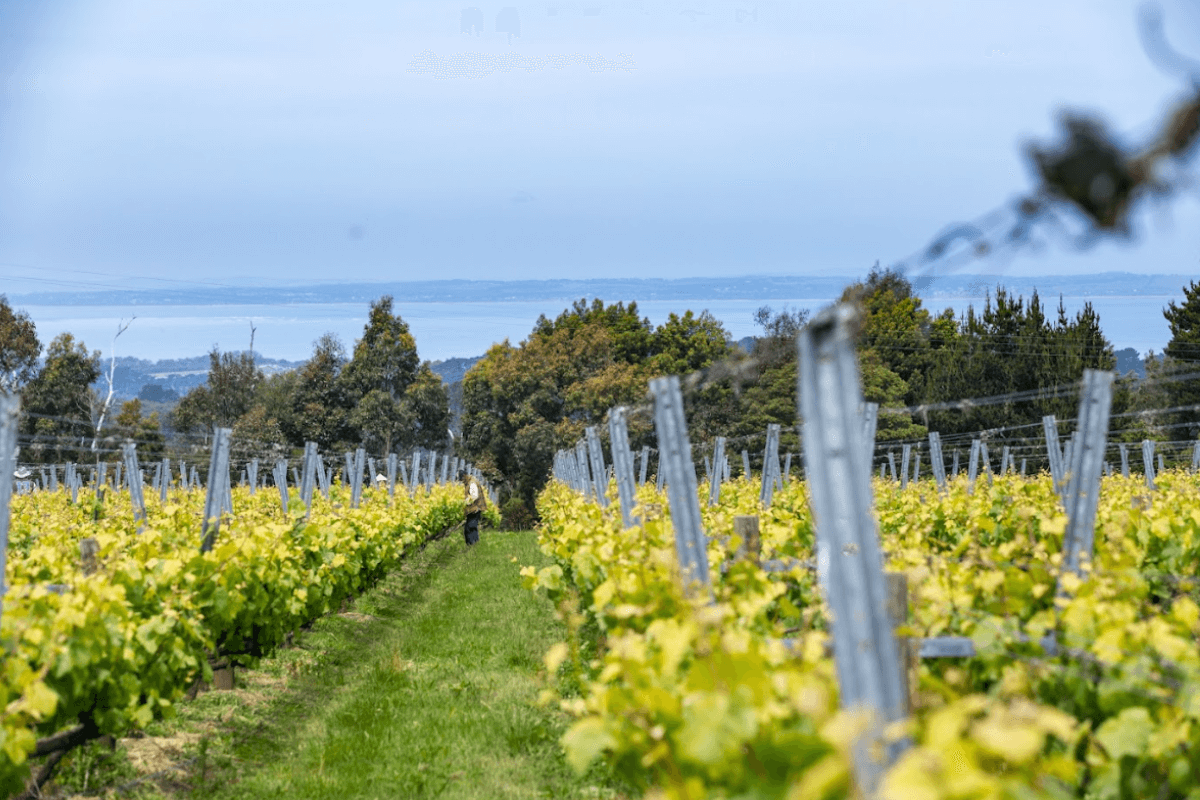 Discover the Wines of Victoria