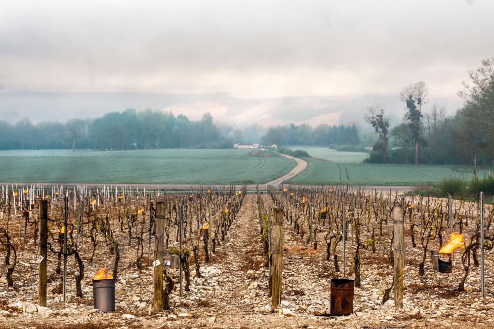 Spring Frost - the enemy of winegrowers