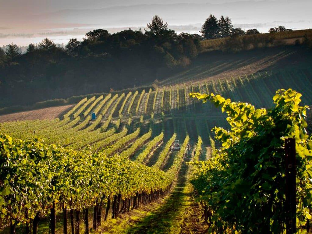 Evening Land Vineyards