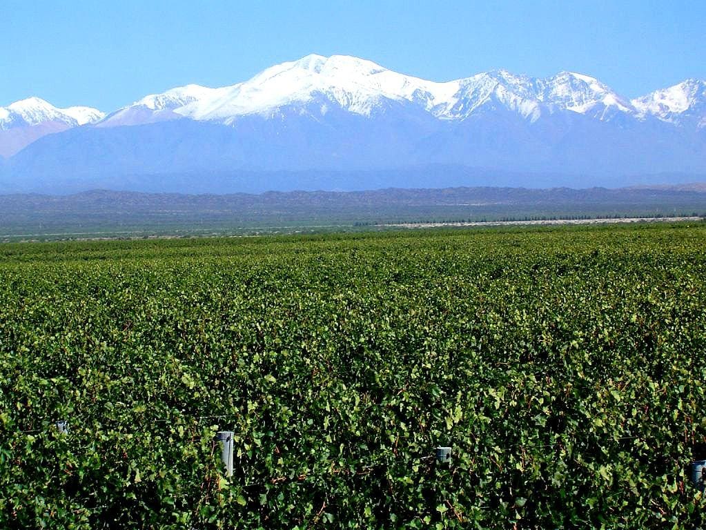 Pulenta Estate