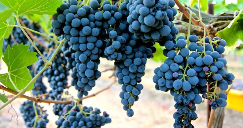 Sangiovese