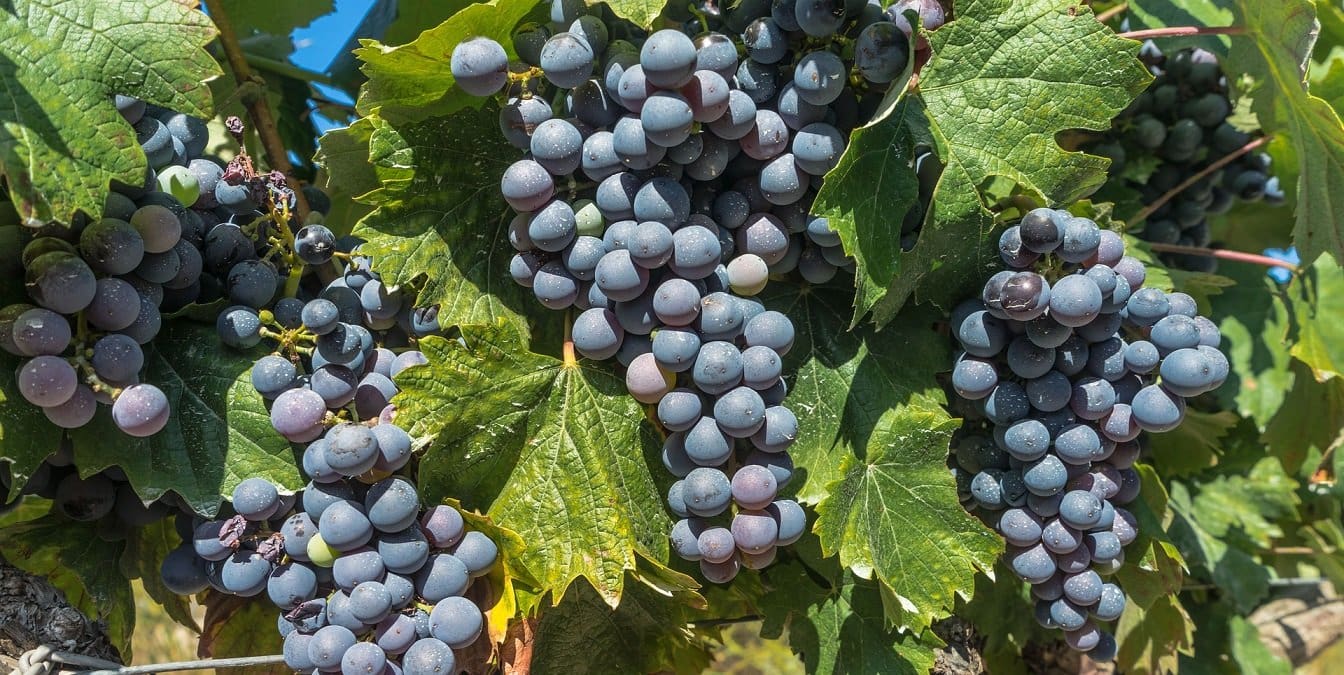 Tempranillo