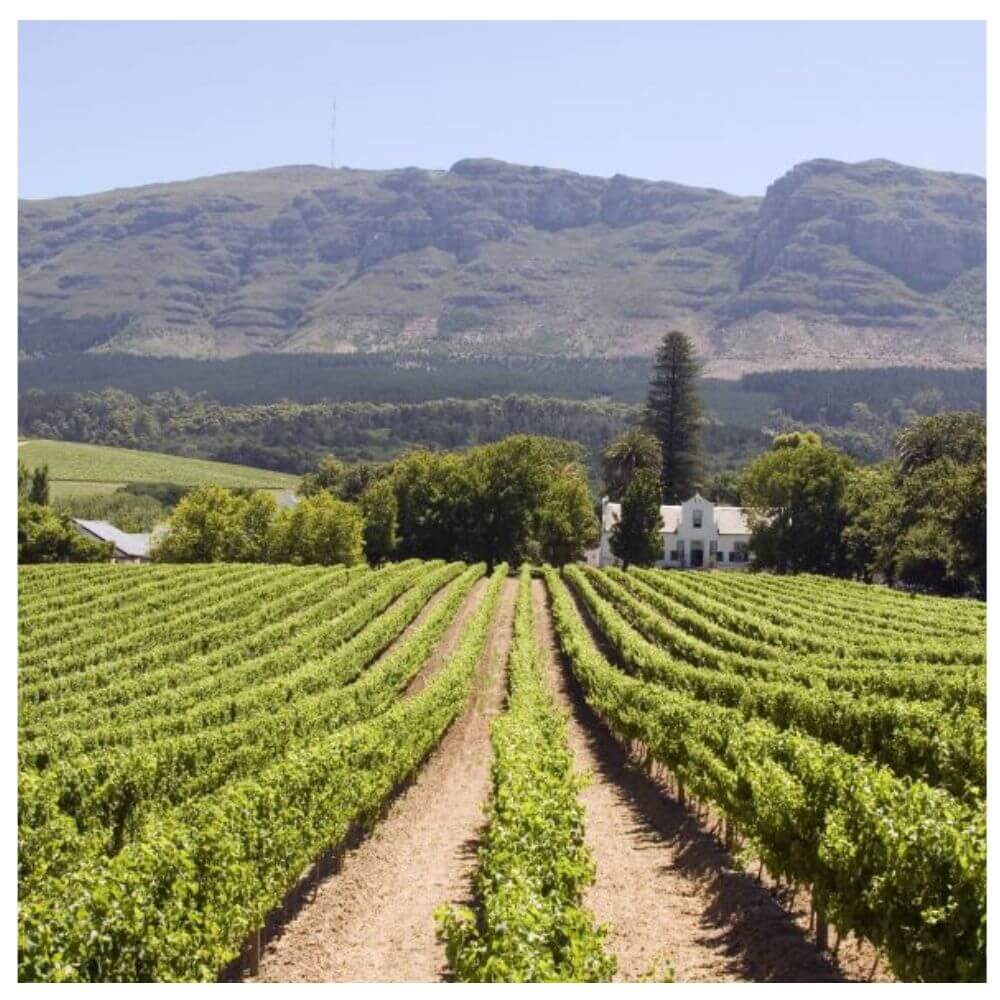 South Africa: Wines of the Western Cape – Chiswick Thursday 20th March